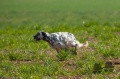 Setter Anglais BABS DE LA PASSEE DE L'EPERON